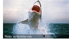 When ice cream sales rise significantly, the number of shark attacks escalates as well. But ice cream probably doesn’t cause shark attacks. The two things are correlated because they tend to occur at the same time of year but the relationship is not causal. | Photo: http://www.surfertoday.com/surfing/11909-how-to-survive-a-shark-attack