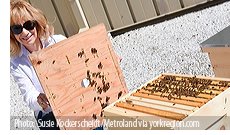 Hillcrest Mall has partnered with urban beekeeping organization Alvéole this spring and has installed beehives on the shopping centre’s roof. Wildflower seeds have been planted around Hillcrest’s perimeter to establish a bee-friendly environment. June 2, 2017 | Photo:  Susie Kockerscheidt/Metroland